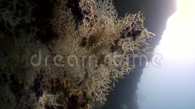 马尔代夫海底惊人海底的水下居民。